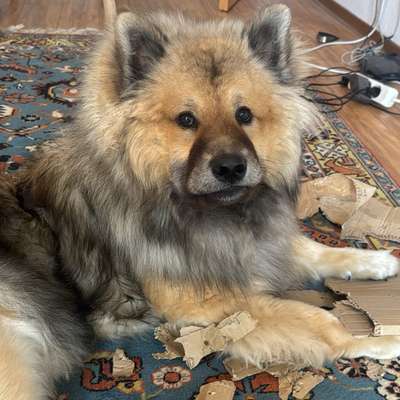 Hundetreffen-Spiele-Treffen / Walks-Bild