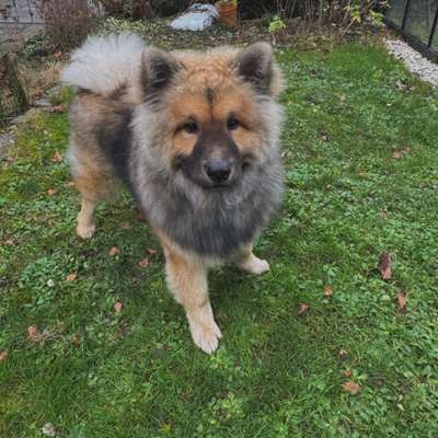 Hundetreffen-Junghund-Treffen-Bild