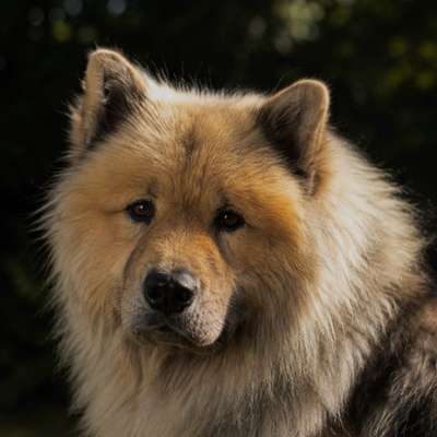Hundetreffen-Spiele-Treffen-Bild