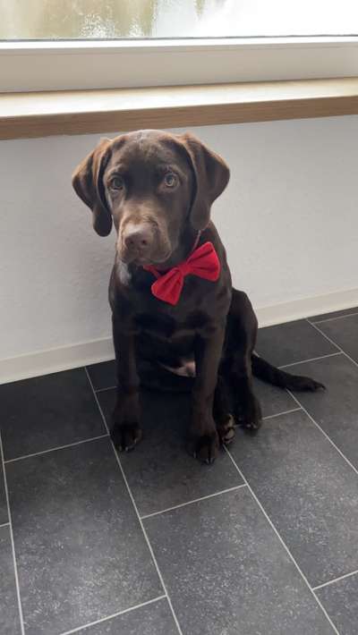 Dogorama Photo Challenge - Hundeblick zum hinschmelzen-Beitrag-Bild