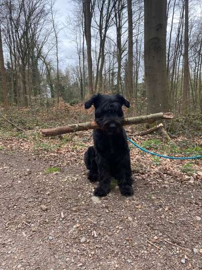 Seltene Rassen!-Beitrag-Bild