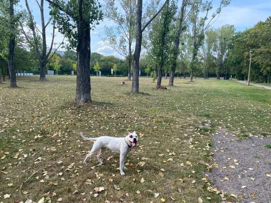 Hundeauslaufgebiet-Am Fuchsberg/Wiener Straße-Bild