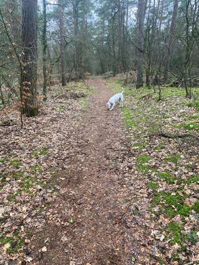 Hundeauslaufgebiet-Oldenburger Weg-Bild