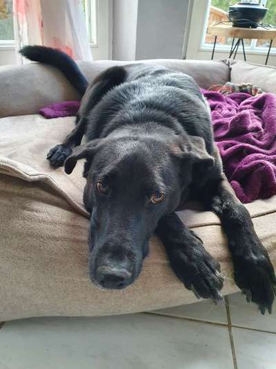 Labradorfans-Beitrag-Bild