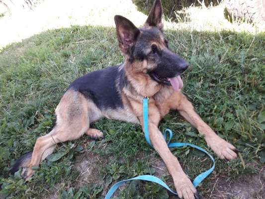 Dogorama Photo Challenge - Einmal lächeln bitte-Beitrag-Bild