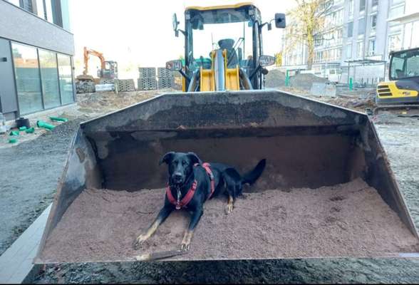 141. FOTO CHALLENGE 
Reisende soll man nicht aufhalten-Beitrag-Bild