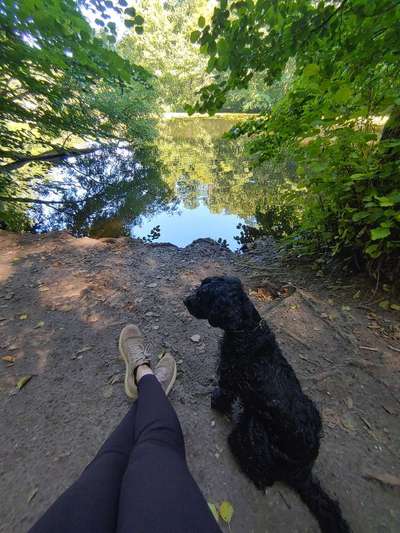 Hundeauslaufgebiet-Projensdorfer Gehölz-Bild