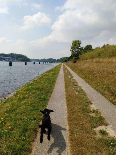 Hundeauslaufgebiet-Nord-Ostsee-Kanal Ufer-Bild