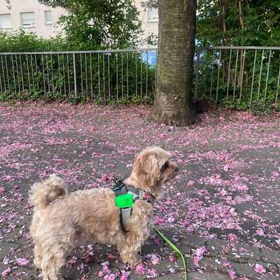 Hundetreffen-Playdate for a small cavapoo-Bild