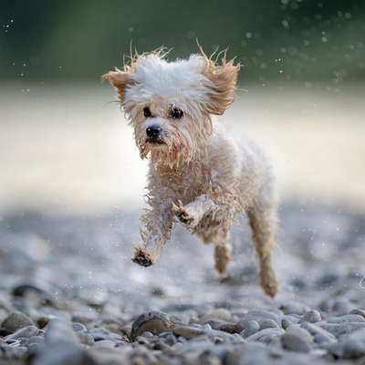 Hundetreffen-Gassi Freunde gesucht :)-Bild