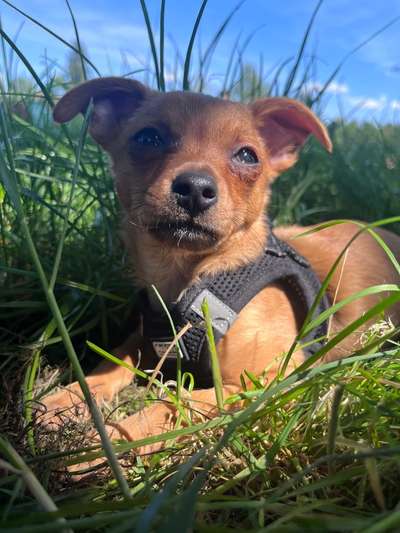 Hundetreffen-Spaziergänge mit Rambo :)-Bild