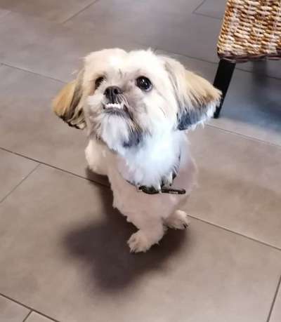 Brachycephale Hunderassen-Beitrag-Bild