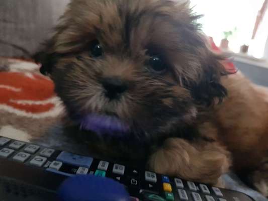 CHALLENGE NR. 19 - Der Hundeblick-Beitrag-Bild