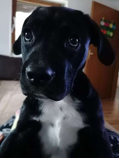 CHALLENGE NR. 19 - Der Hundeblick-Beitrag-Bild