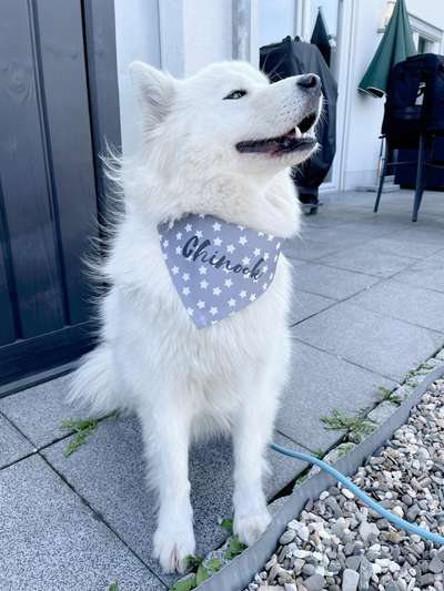 Dogorama Photo Challenge - Tre Chic!-Beitrag-Bild