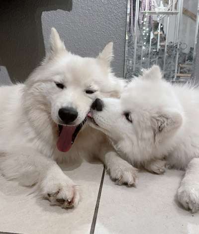 Fotochallenge Nr. 59 - Mein Hund zeigt die Zunge-Beitrag-Bild