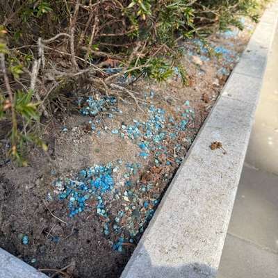 Giftköder-Rattengift ausgelegt-Bild