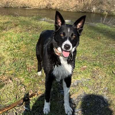 Hundetreffen-Social Walk-Bild