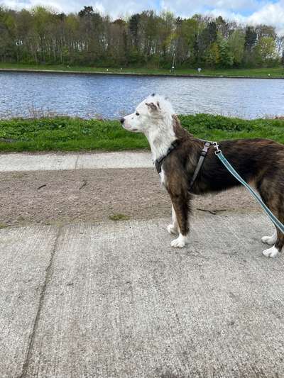 Hundetreffen-Gemeinsames Spazieren und Trainieren-Bild