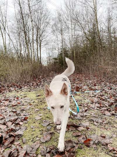 Foto's und Hundemodels-Beitrag-Bild