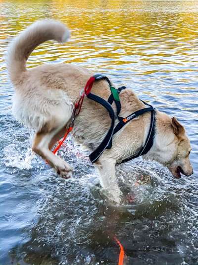 Foto Challenge - BEENDET - bitte aktuelle Challenge nutzen-Beitrag-Bild