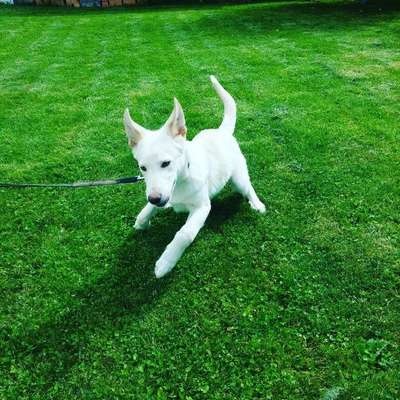 Welpen Bilder !-Beitrag-Bild