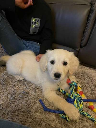 Wo sind die Golden Retriever Liebhaber?-Beitrag-Bild