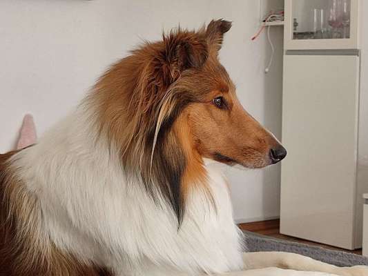 Collies gesucht-Beitrag-Bild