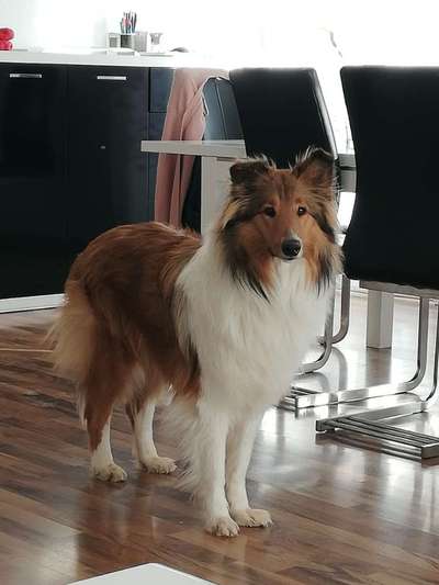 Langhaar Collies-Beitrag-Bild