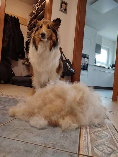 So viele Haare - ist das normal?-Beitrag-Bild