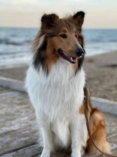 Dogorama Photo Challenge - Portrait-Beitrag-Bild