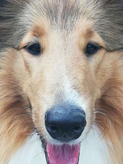 Dogorama Photo Challenge - Einmal lächeln bitte-Beitrag-Bild