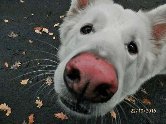 Zeigt mir die tollste Nahaufnahme von eurer Fellnase-Beitrag-Bild