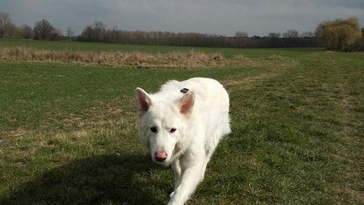 Entfärbung der Hundenase-Beitrag-Bild