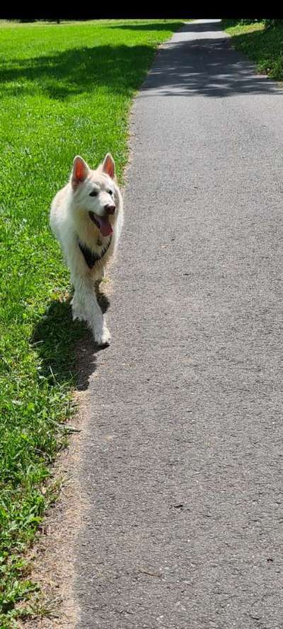 Weißer Schweizer Schäferhund-Beitrag-Bild