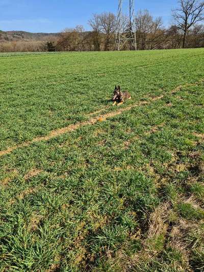 Challenge 23 : "  Euer Hund beim Frühlingserwachen "-Beitrag-Bild