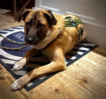 Hepatozoonose-Beitrag-Bild