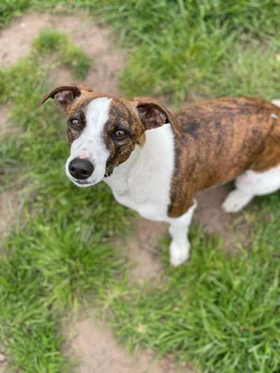 Hundetreffen-Spielkamerad für Frieda-Bild