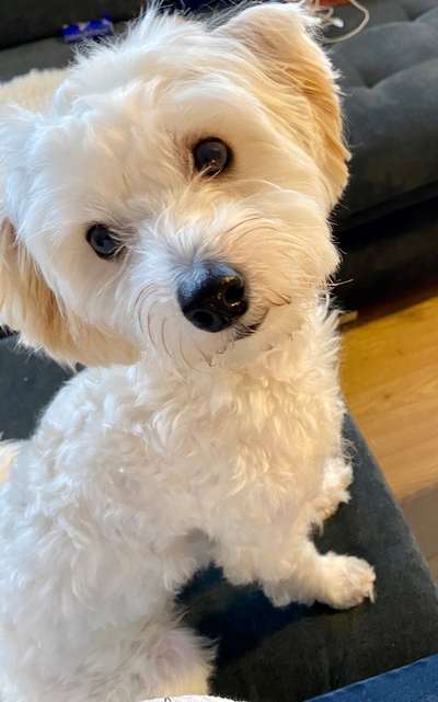 Maltipoo Freunde-Beitrag-Bild