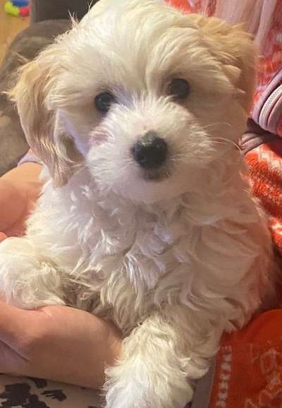 Das erste Bild eures Hundes-Beitrag-Bild