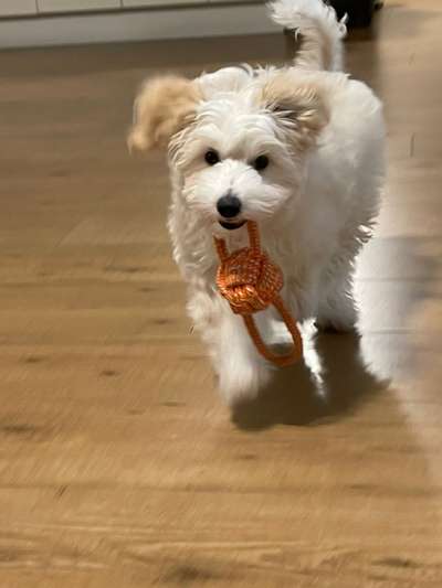 Dogorama Photo Challenge - Apportieren-Beitrag-Bild