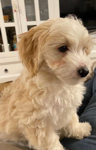 Welpen Bilder !-Beitrag-Bild