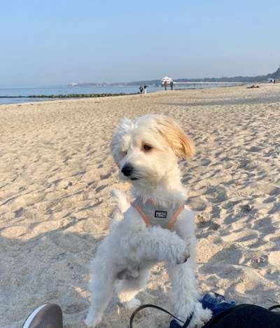 Eure Strandbilder :)-Beitrag-Bild