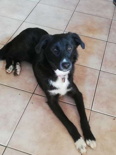 Gibt's hier noch mehr Border Collies???-Beitrag-Bild