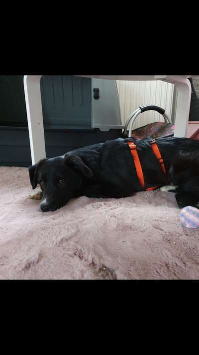 Hunde vom Tierschutzverein 🐕♥️-Beitrag-Bild