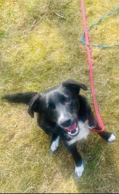 Fotochallenge No. 26                                     Wald und Wiese-Beitrag-Bild