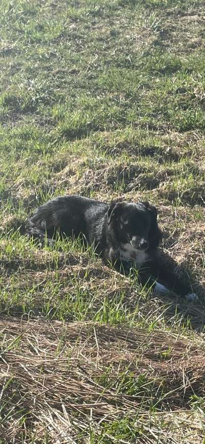 Die Dogorama Monats Challenge "Es grünt und blüht"-Beitrag-Bild