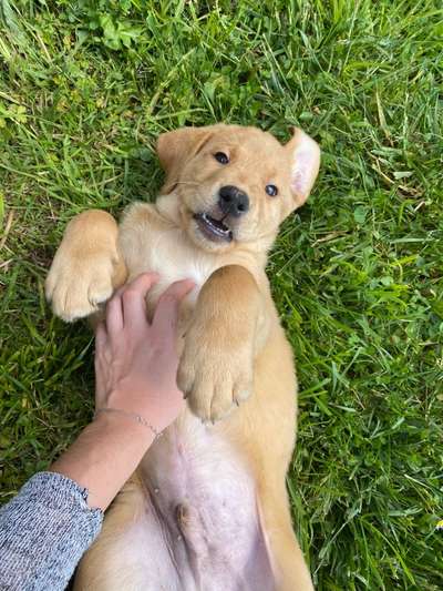 Hundetreffen-Welpentreffen Eppingen / Sinsheim / Heilbronn und Umgebung-Bild