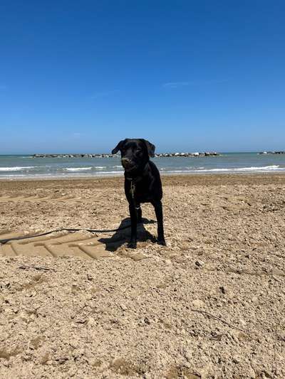 Hundetreffen-Trainingspartner gesucht-Bild