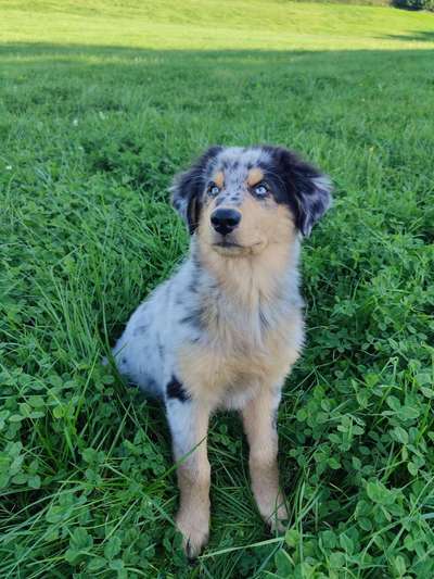 Australian Shepherd Freunde/innen-Beitrag-Bild